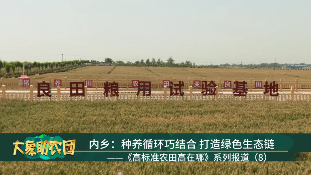 《高標(biāo)準(zhǔn)農(nóng)田高在哪？》內(nèi)鄉(xiāng)篇：種養(yǎng)循環(huán)巧結(jié)合，打造綠色生態(tài)鏈！